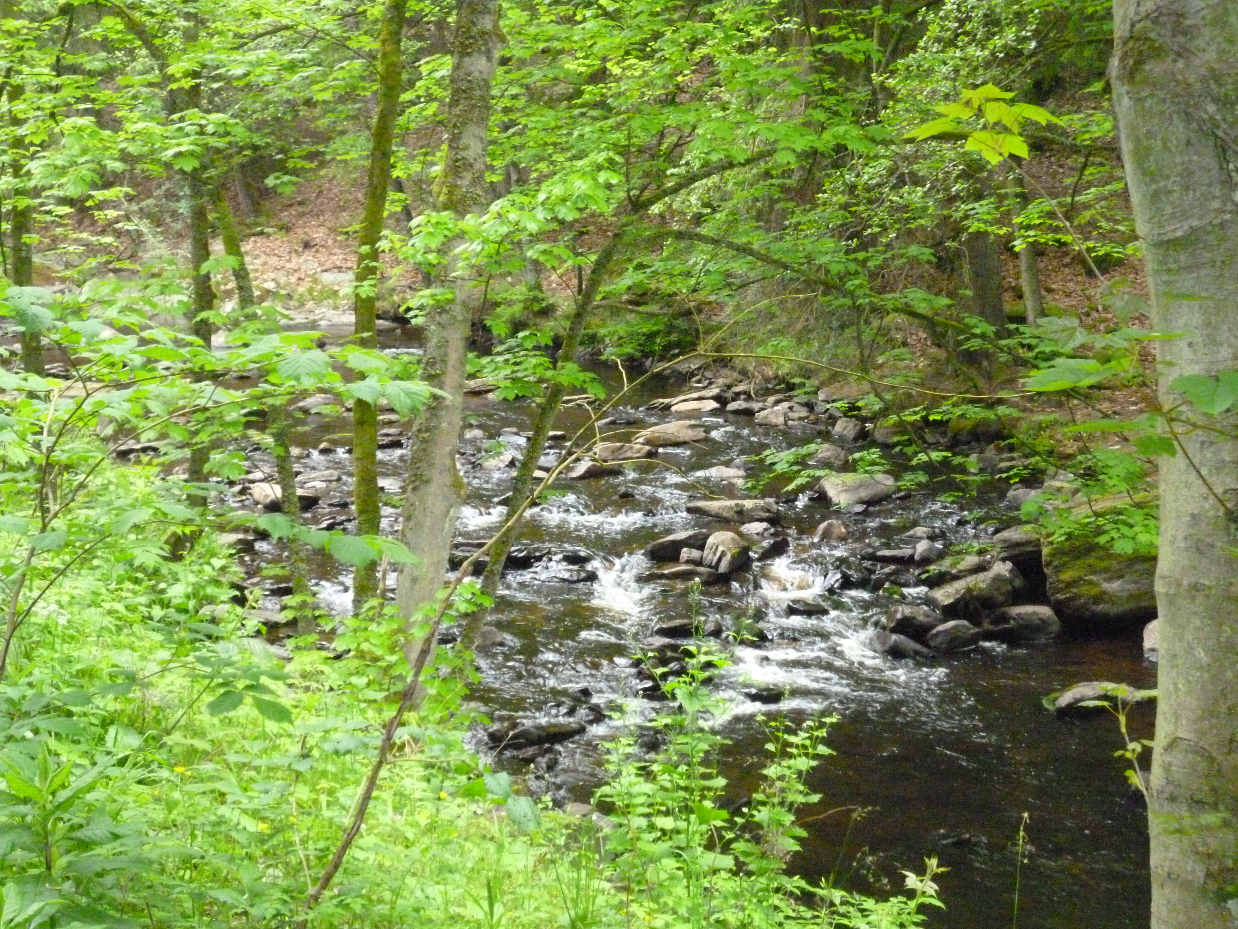 Oberlauf der Rur. Foto: Dr. Detlev Ingendahl