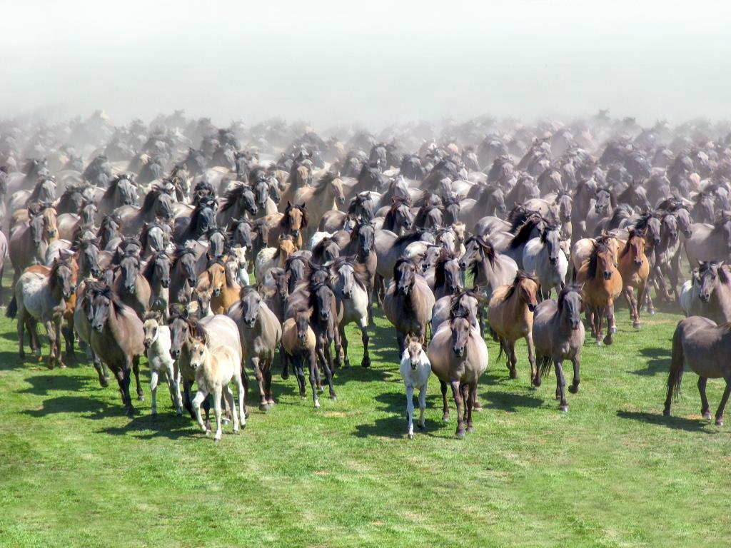 Wildpferde. Foto: ArtusArt/fotolia.com