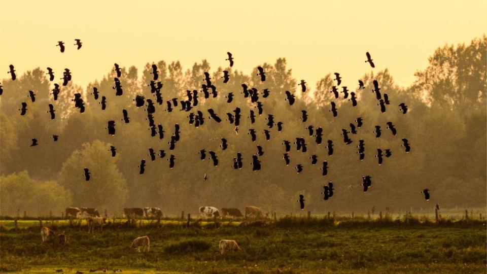 Ein Schwarm Kiebitze im Naturschutzgebiet Bislicher Insel bei Wesel. Foto: Birgitta Hüttemann