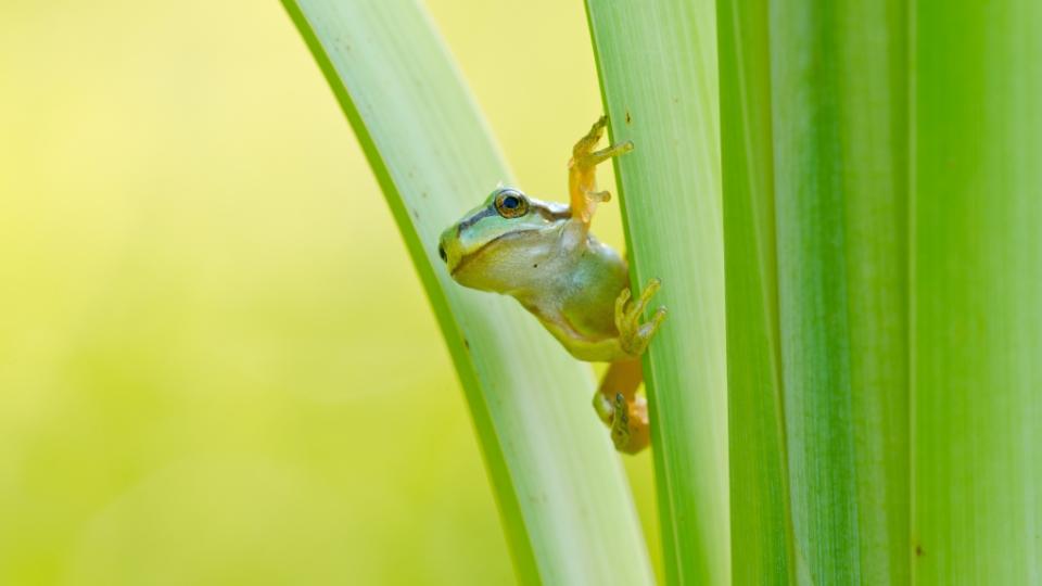 Laubfrosch (Hyla arborea). 