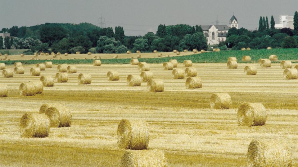 Landwirtschaftliche Fläche. 