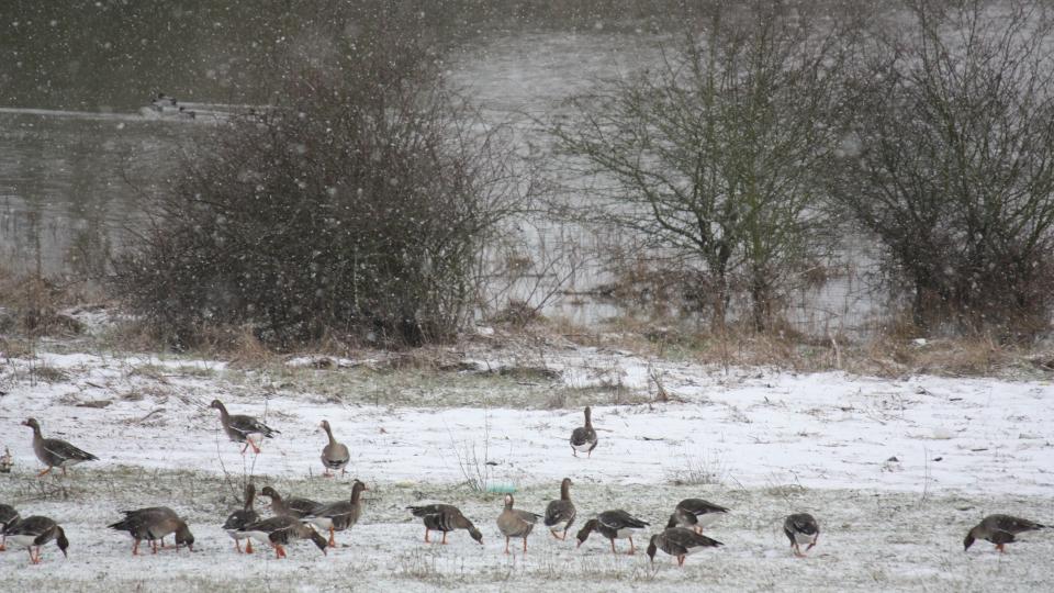 Blessgänse im Naturschutzgebiet Bislicher Insel bei Wesel. 