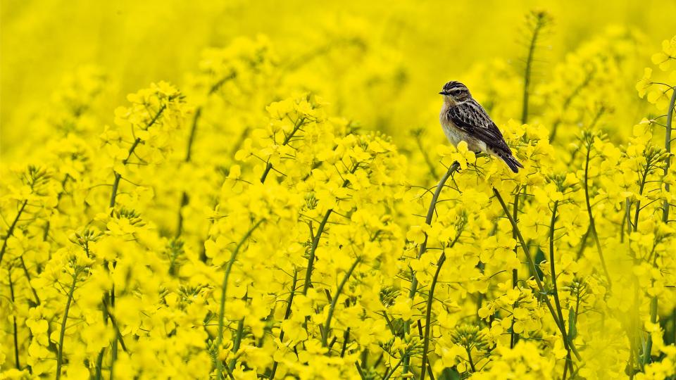 Braunkehlchen. Foto: Anton Luhr