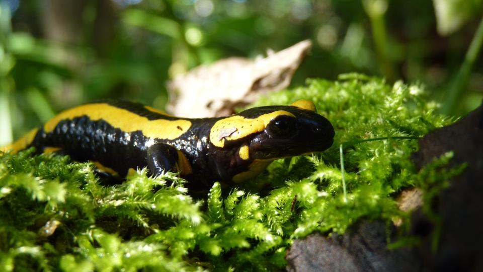 Feuersalamander.