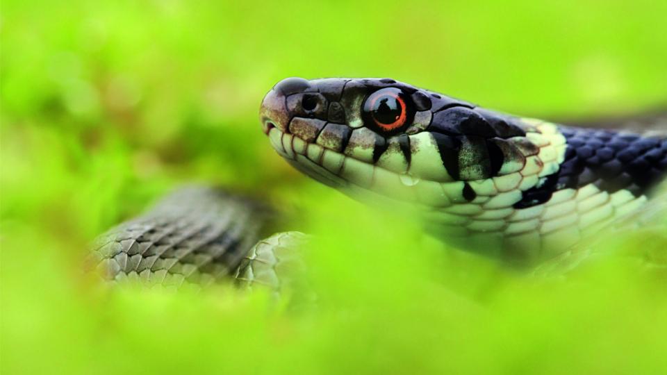 Die gefährdete Ringelnatter (Natrix natrix) im Stadtgebiet Dortmund. Foto: Dave Augustin