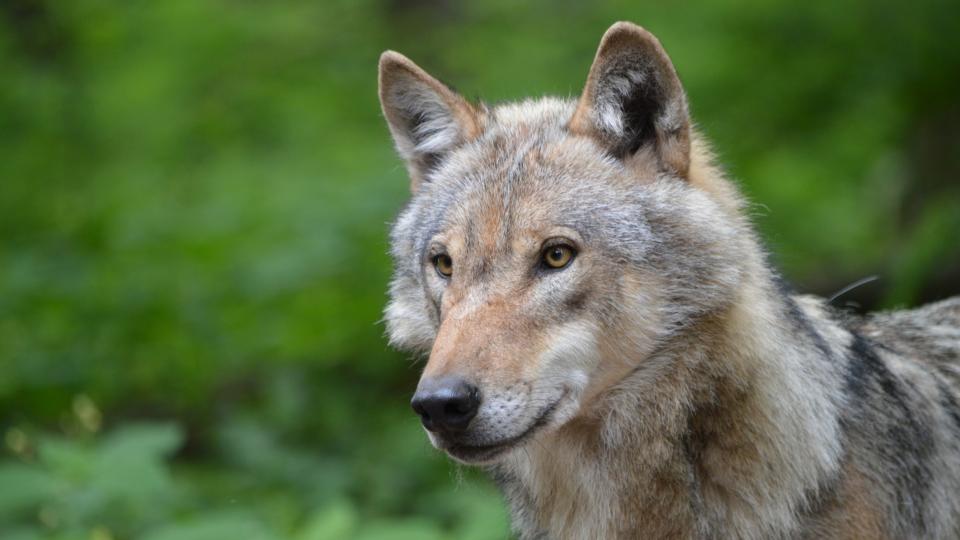 wolf_3
