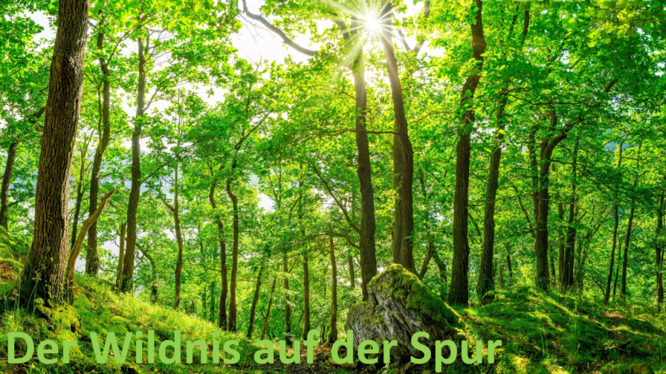 Wir nehmen Sie mit auf eine digitale Reise durch Nordrhein-Westfalens einzigen Nationalpark. Bildnachweis: Cover der digitalen Publikation.