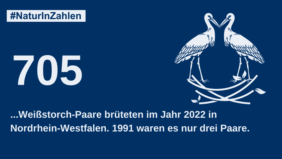 705 Storchen-Brutpaare in Nordrhein-Westfalen