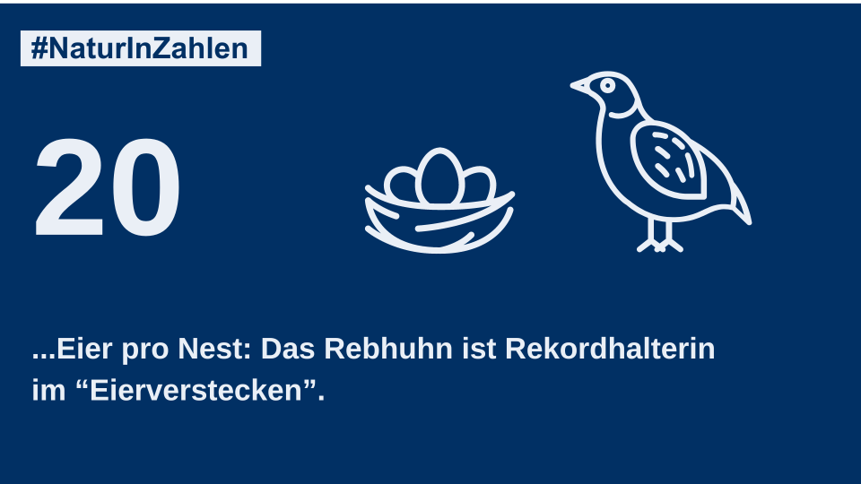 20 Eier pro Nest legt das Rebhuhn.