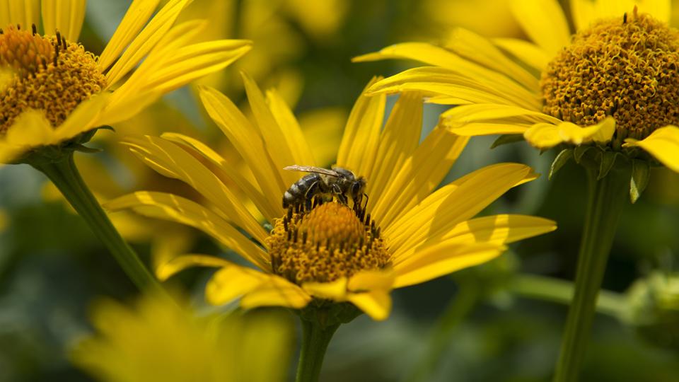 Arnica