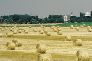 Landwirtschaftliche Fläche. 