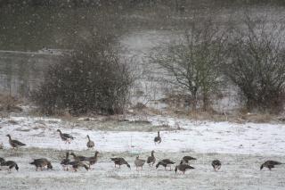 Blessgänse im Naturschutzgebiet Bislicher Insel bei Wesel. 