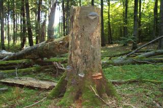 Alt- und Totholz bieten einer Vielzahl von Pflanzen-, Pilz- und Tierarten einen natürlichen Lebensraum, Foto: LB Wald und Holz NRW