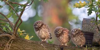 Platz 4 (Juni): "Junge Steinkäuze (Athene noctua)" (Raesfeld-Erle) von Alois Grunewald 