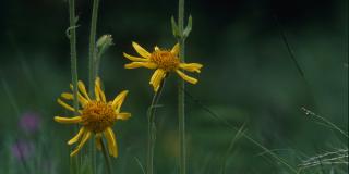 Arnica
