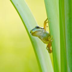 Laubfrosch (Hyla arborea). 