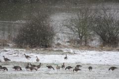 Blessgänse im Naturschutzgebiet Bislicher Insel bei Wesel. 