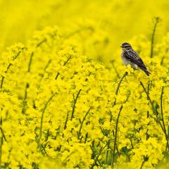 Braunkehlchen. Foto: Anton Luhr
