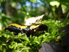 Feuersalamander.