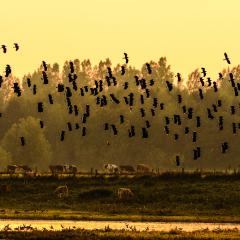 Kiebitze im Naturschutzgebiet Bislicher Insel bei Wesel. 