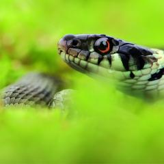 Die gefährdete Ringelnatter (Natrix natrix) im Stadtgebiet Dortmund. Foto: Dave Augustin