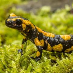 Der Feuersalamander – Symboltier des Bundesprogramm „Biologische Vielfalt“.