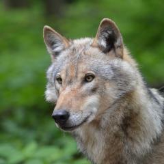 wolf_3