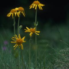 Arnica